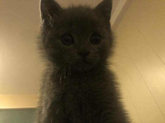 猫包
