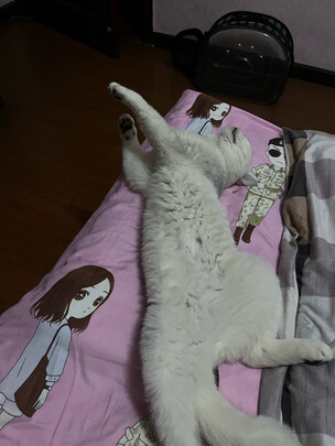猫包