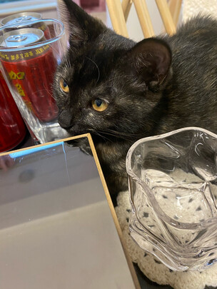 猫爬架