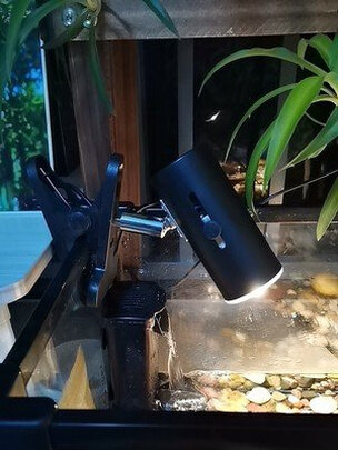 乌龟晒背灯泡