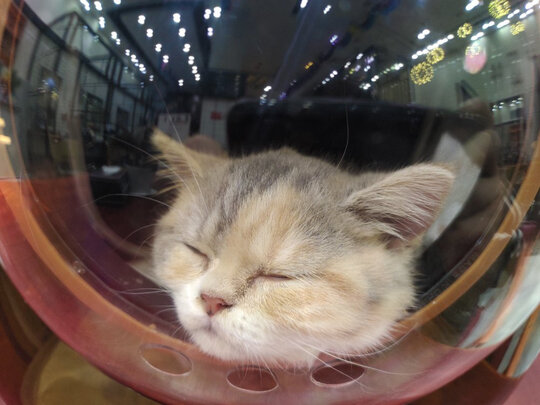 猫包