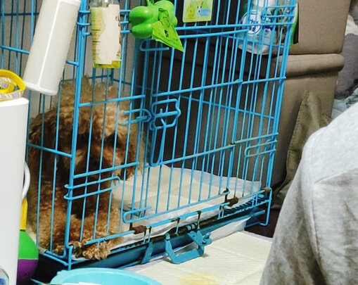 宠物尿垫