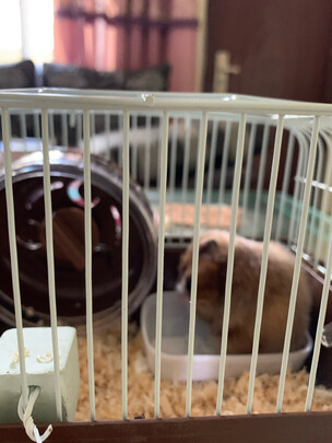 仓鼠粮食