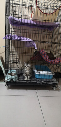  猫笼
