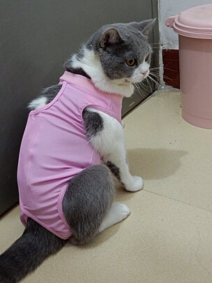 猫咪手术服