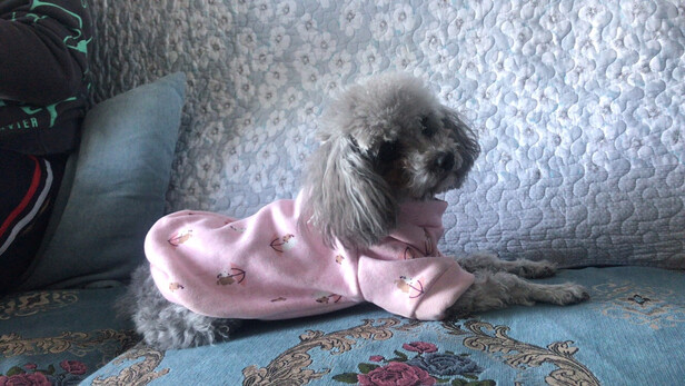 狗粮