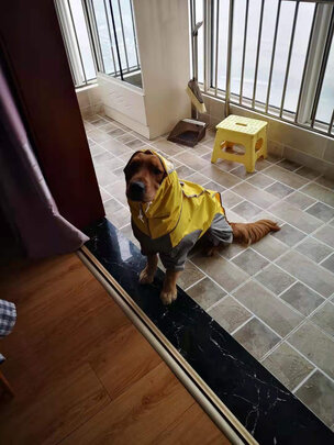 狗狗雨衣