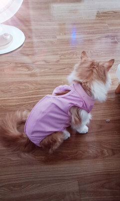 猫咪手术服