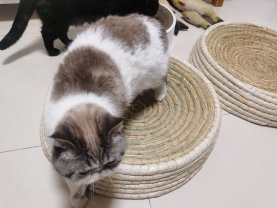 狗窝