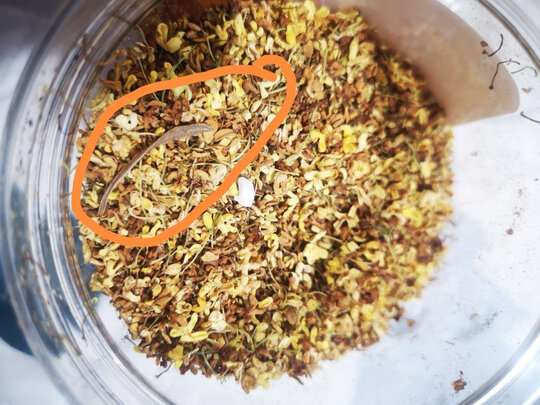 经验解析发2罐桂花干花新鲜金桂花茶70克新花食用烘焙干桂花茶包茶叶共2罐共70克评测 质量可靠吗 评测下来告诉你坑不坑