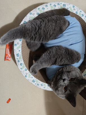 猫咪手术服