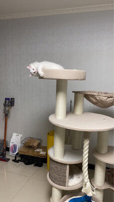 猫爬架