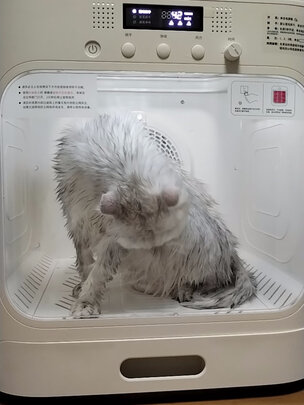 宠物烘干箱