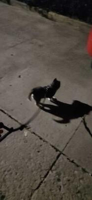 驱猫喷雾