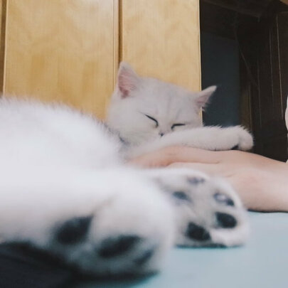 猫包