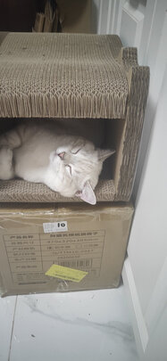猫窝