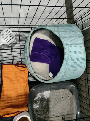 猫窝