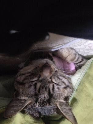 猫咪手术服