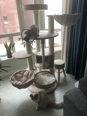 猫爬架
