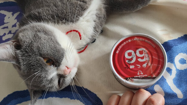 猫罐头