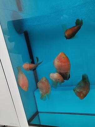 鱼缸净水剂