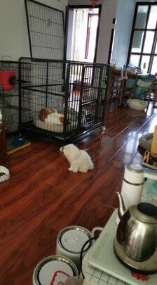 狗笼
