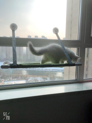 猫窝