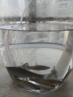 鱼缸氧气泵