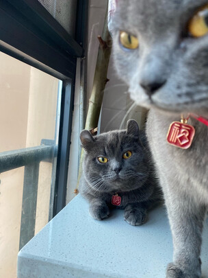 猫砂盆
