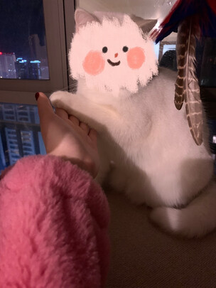 猫爬架
