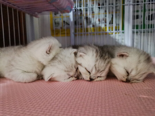 豆腐猫砂
