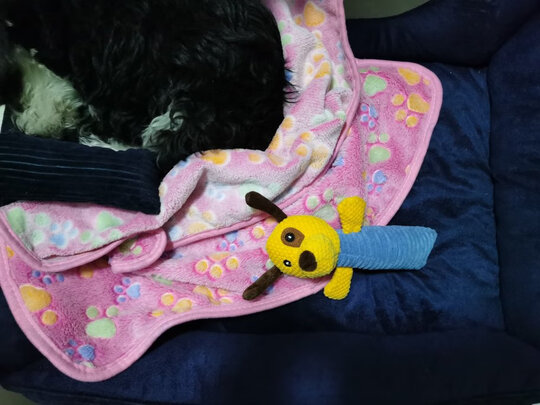 狗狗玩具