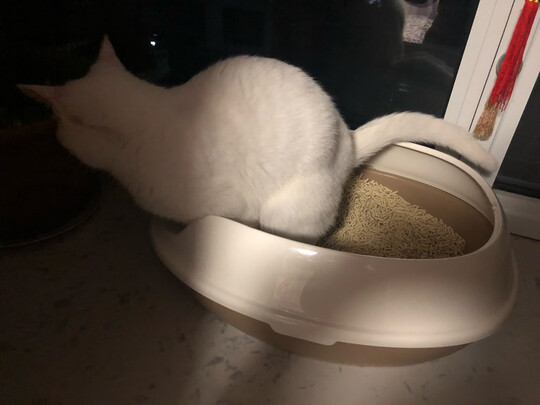 豆腐猫砂