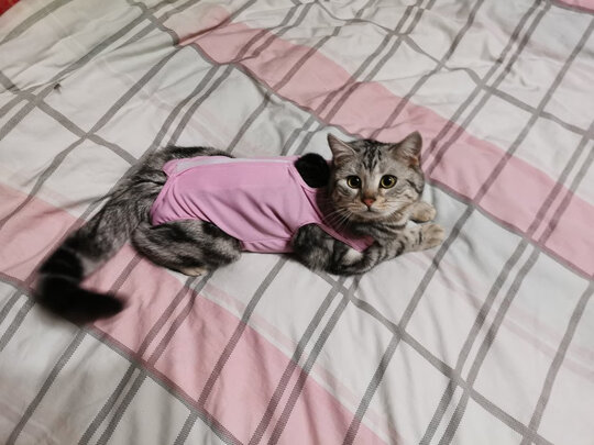 猫咪手术服