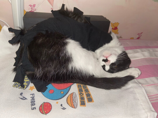 猫咪手术服