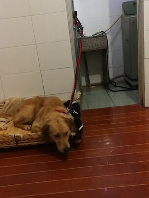 狗绳