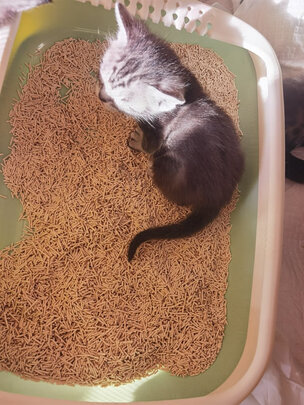 猫砂盆