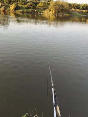 内行爆料武汉天元刚舟鲤三代怎么样?真实内幕曝光