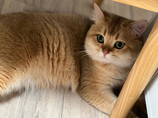 猫粮罐头