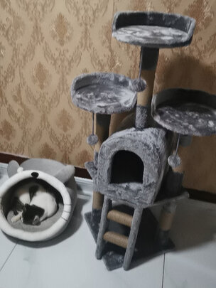 猫爬架