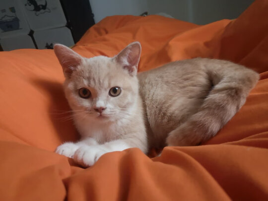 猫条猫零食