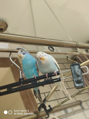 鸟粮