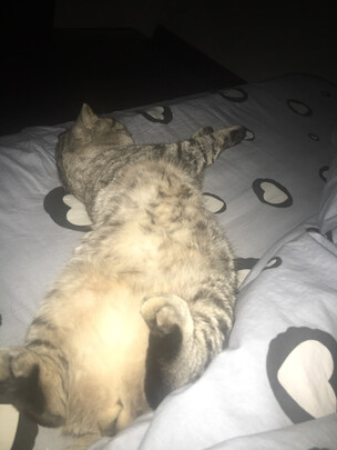 豆腐猫砂
