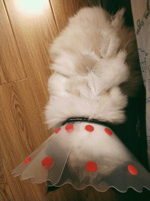 猫咪手术服