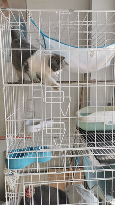  猫笼