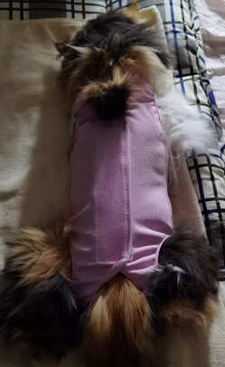 猫咪手术服