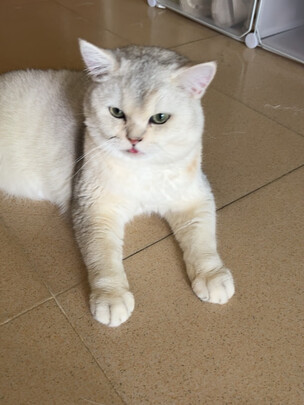 猫粮罐头