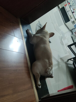 狗窝