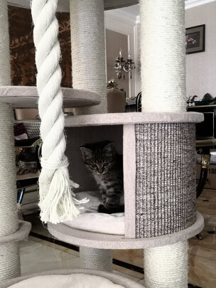 猫爬架