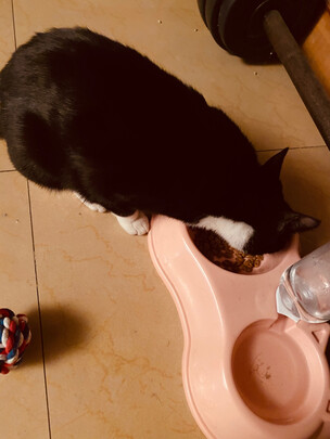 猫粮